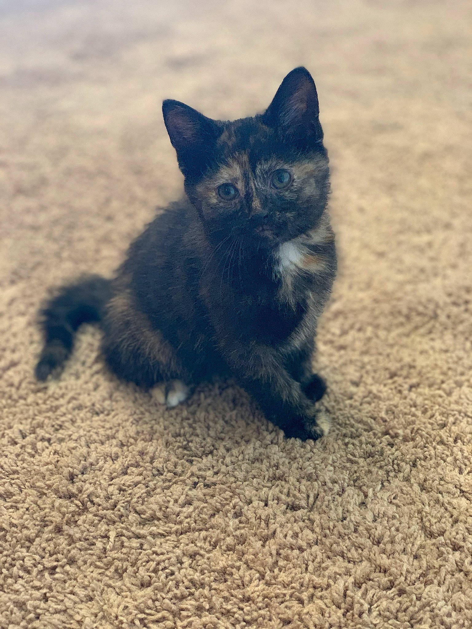 Minerva is registered to the contest to win money with this photo: asian, black, black_cat, carnivore, cat, domestic_short_haired_cat, eye, felidae, fur, german_rex, kitten, mammal, nebelung, polydactyl_cat, sand, sky, small_to_medium_sized_cats, snout, tail, whiskers