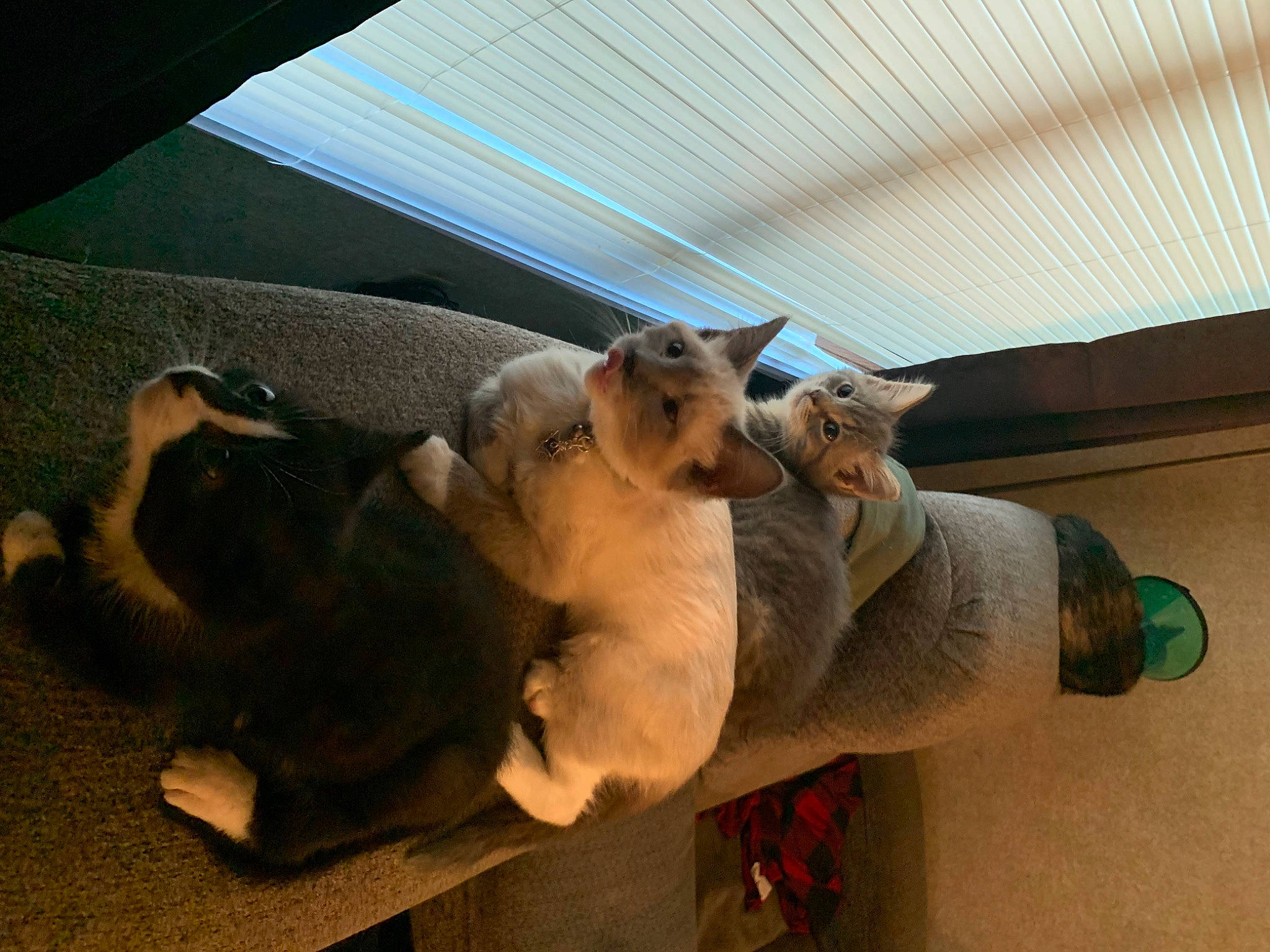 Salem Hazel is registered to the contest to win money with this photo: canidae, carnivore, dog, dog_breed, fawn, paw, puppy, snout, sporting_group