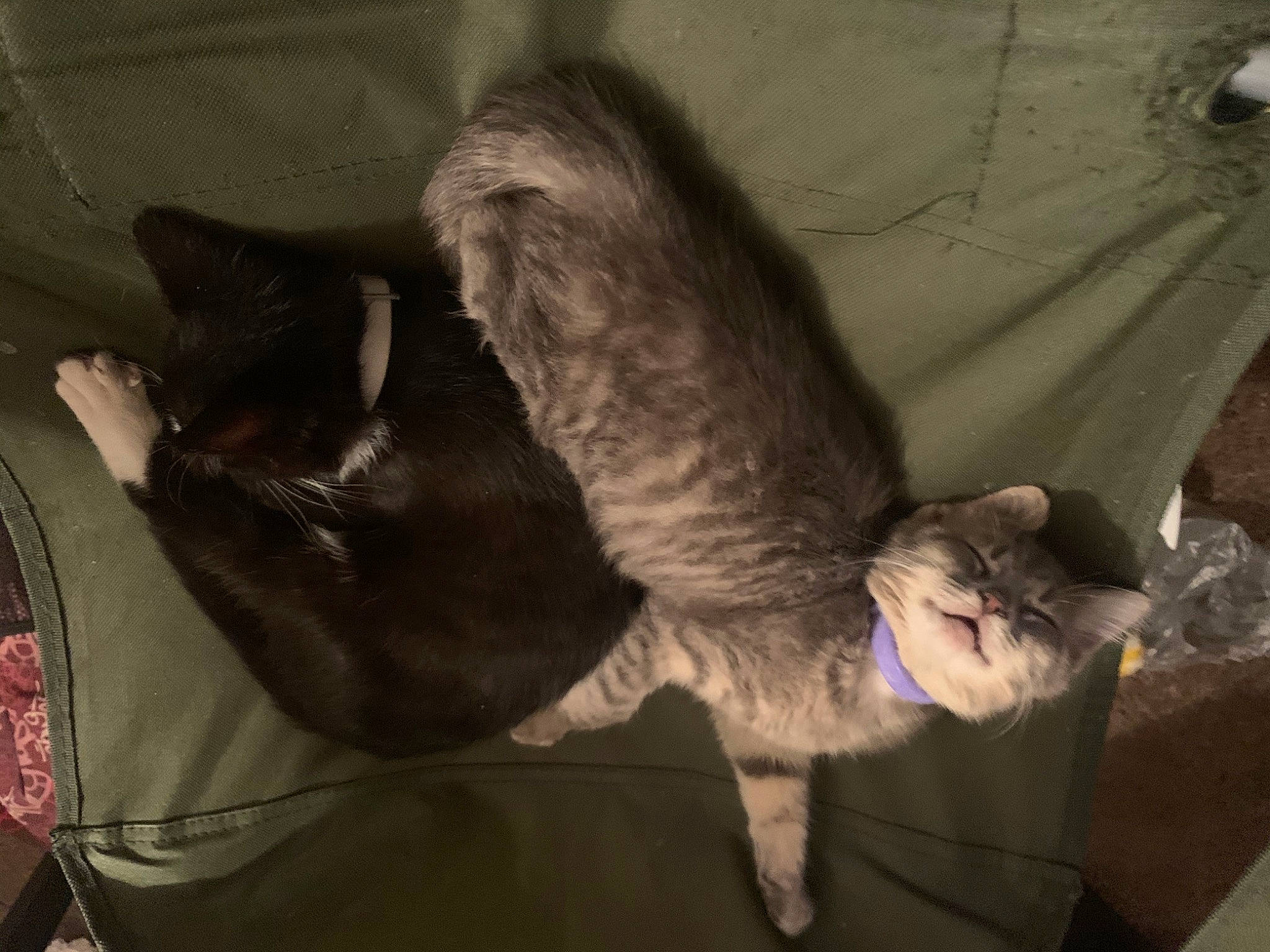 Salem Hazel joined the competition — help win amazing prizes! carnivore, cat, claw, fawn, felidae, fur, nap, sleep, small_to_medium_sized_cats, tail, whiskers