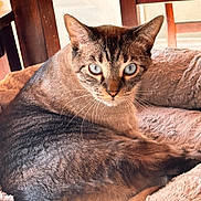 Dexter joined the competition — help win amazing prizes! cat, feline, pet, animal, portrait, close_up, green_eyes, pointed_ears, whiskers, fur, striped_fur, tabby, sitting, lying_down, relaxed, alert, indoors, bed, blanket, cozy