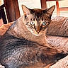 cat, feline, pet, animal, portrait, close_up, green_eyes, pointed_ears, whiskers, fur, striped_fur, tabby, sitting, lying_down, relaxed, alert, indoors, bed, blanket, cozy