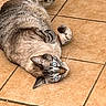 Dexter joined the competition — help win amazing prizes! cat, tabby, feline, pet, animal, sleeping, lying_down, upside_down, blue_eyes, whiskers, paws, fur, striped, gray, indoor, tile_floor, home, close_up, relaxed, funny