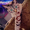 cat, tabby_cat, pet, animal, green_eyes, portrait, close_up, couch, furniture, indoors, lounge, sitting, whiskers, fur, striped_fur, pointed_ears, cosmic_background, moon, lightning, bats