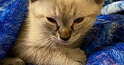 Dexter joined the competition — help win amazing prizes! cat, kitten, animal, pet, cream_fur, blue_blanket, bed, bedroom, indoor, portrait, close_up, sitting, sleepy, serious_expression, ears, whiskers, feline, cozy, soft_fur, photography
