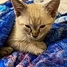 cat, kitten, animal, pet, cream_fur, blue_blanket, bed, bedroom, indoor, portrait, close_up, sitting, sleepy, serious_expression, ears, whiskers, feline, cozy, soft_fur, photography