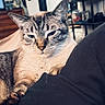 Dexter joined the competition — help win amazing prizes! cat, tabby_cat, pet, animal, feline, blue_eyes, sleepy, relaxed, lounging, bed, blanket, bedroom, indoors, home, furniture, close_up, portrait, whiskers, striped_fur, resting