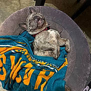 Benzo joined the competition — help win amazing prizes! bedroom_furniture, blanket, brindle, collar, concrete_floor, cozy, dog, dog_bed, fabric, french_bulldog, indoor, nap, paw, pet, portrait, relaxed, sleeping, table_leg, toothy_smile, upside_down