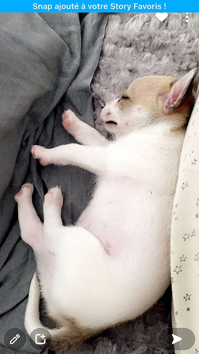 Bella a rejoint le concours — aidez-le/la à gagner de superbes lots ! canidae, carnivore, comfort, companion_dog, dog, dog_breed, ear, fawn, felidae, fur, gesture, nail, non_sporting_group, paw, small_to_medium_sized_cats, snout, sporting_group, terrestrial_animal, toy_dog, whiskers