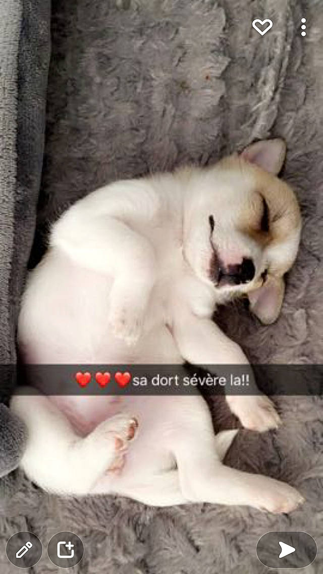 Bella a rejoint le concours — aidez-le/la à gagner de superbes lots ! canidae, carnivore, chest, comfort, companion_dog, dog, dog_breed, fawn, felidae, fur, jaw, paw, photo_caption, small_to_medium_sized_cats, snout, sporting_group, tail, terrestrial_animal, whiskers, working_animal