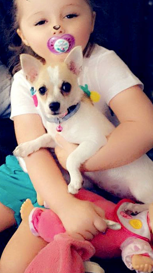 Bella participe au concours pour gagner de l'argent avec cette photo : blue, carnivore, companion_dog, dog, dog_breed, ear, fawn, finger, fun, happy, organ, photograph, pink, purple, skin, summer, textile, thigh, toy_dog, white