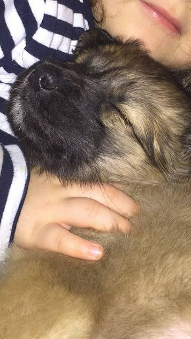 Lili a rejoint le concours — aidez-le/la à gagner de superbes lots ! companion_dog, dog_breed, ear, eye, fawn, finger, foot, gesture, head, human_body, human_leg, leg, liver, nail, rabbit, rodent, snout, sporting_group, thumb, whiskers