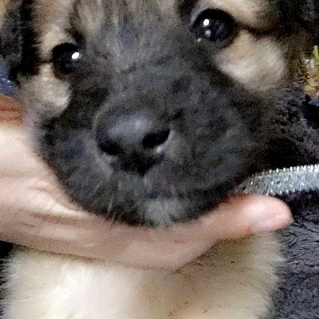 Lili