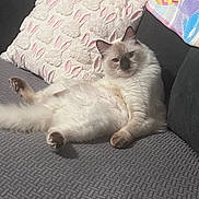 Gizmo is registered to the contest to win money with this photo: cat, fluffy, couch, pillow, bunny_pattern, blanket, relaxed, indoor, pet, feline, soft_texture, home, cozy, resting, fur, animal, mammal, cute, comfort, living_room