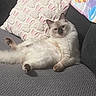 cat, fluffy, couch, pillow, bunny_pattern, blanket, relaxed, indoor, pet, feline, soft_texture, home, cozy, resting, fur, animal, mammal, cute, comfort, living_room