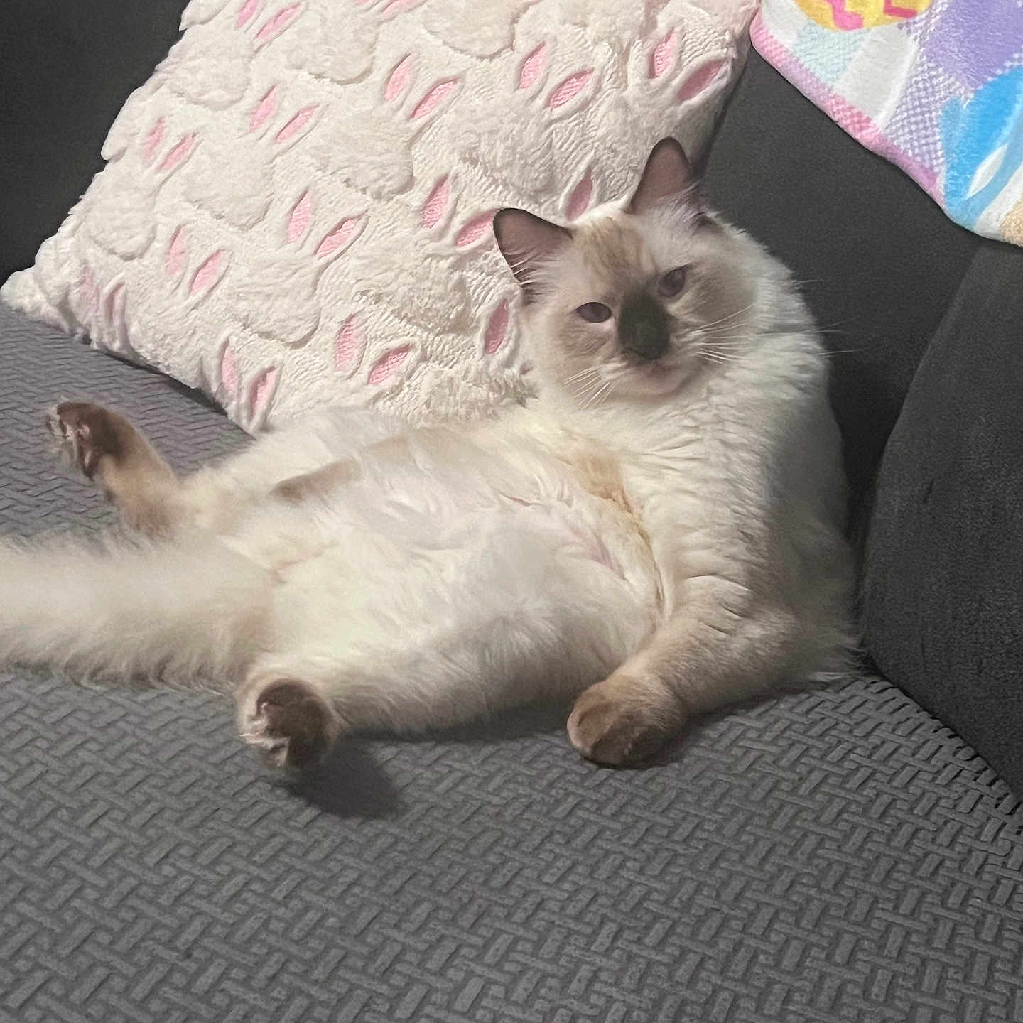 Gizmo