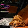 Cash Coffee joined the competition — help win amazing prizes! blanket, brown_dog, canine, car_interior, center_console, closeup, cozy, curly_fur, dog, door_panel, indoor, leather_seat, night, pet, purple_light, relaxed, resting, seatbelt, vehicle, window