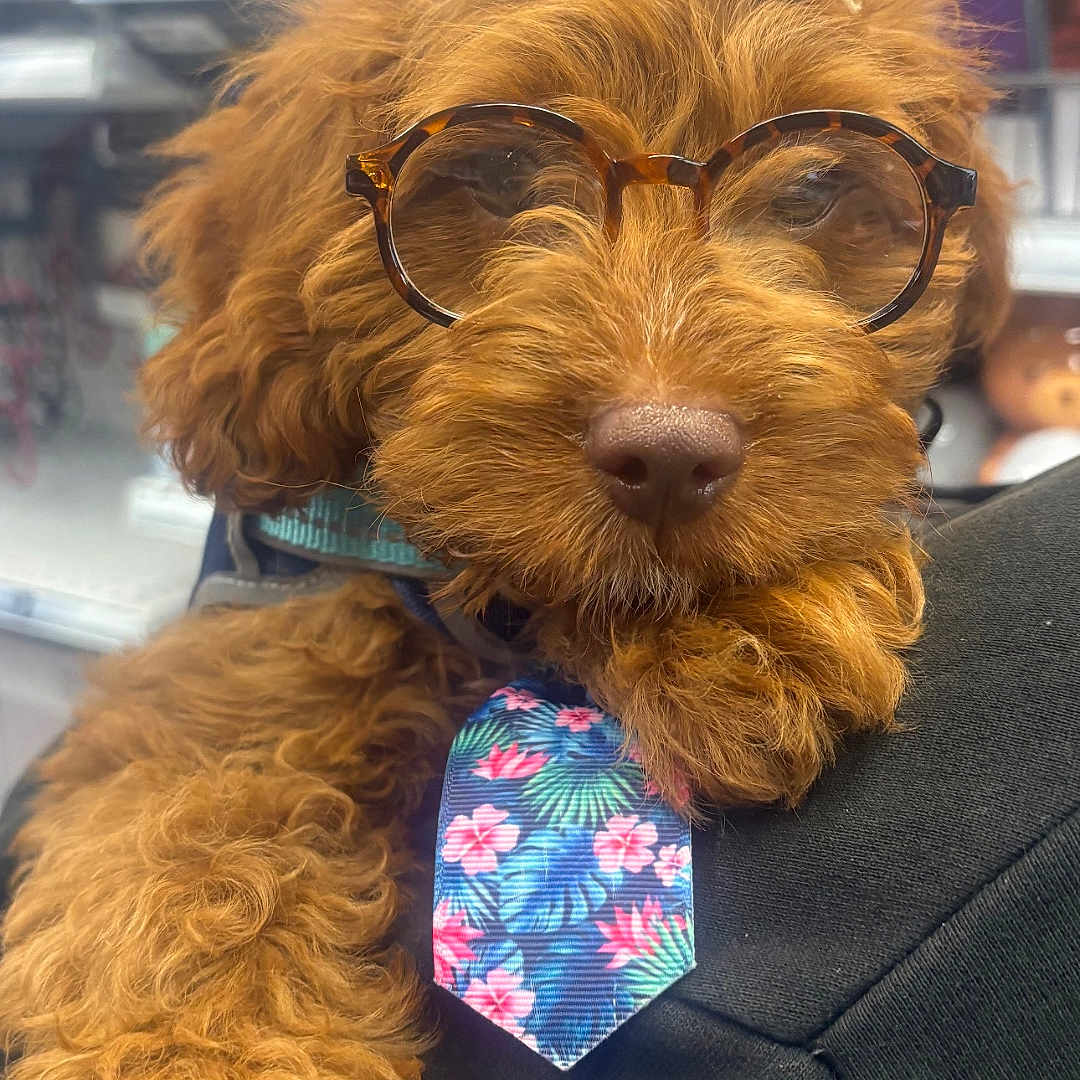 Cash Coffee is registered to the contest to win money with this photo: accessory, animal, brown, canine, closeup, collar, colorful, cute, dog, fashion, fluffy, fur, glasses, holding, indoor, pet, portrait, tie, tie_pattern, wearing