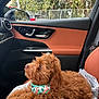 blanket, brown_dog, car_interior, car_seat, comfort, companion, cozy, curly_fur, dog, domestic_animal, fence, leather_seat, looking_up, pet, resting, seatbelt, side_mirror, travel, trees, window