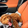 Cash Coffee is registered to the contest to win money with this photo: blanket, brown_fur, canine, car_interior, companion, cozy, curly_fur, cute, dog, domestic_animal, happy, leather_seat, pet, portrait, puppy, relaxed, seatbelt, tongue_out, travel, vehicle