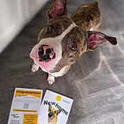 Apollo joined the competition — help win amazing prizes! dog, brindle, pink_nose, floor, pamphlet, brochure, indoor, looking_up, pet, canine, curious, portrait, animal, adoption, home, paper, publication, ears_up, waiting, attention