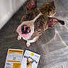 dog, brindle, pink_nose, floor, pamphlet, brochure, indoor, looking_up, pet, canine, curious, portrait, animal, adoption, home, paper, publication, ears_up, waiting, attention