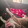 dog, playing, upside_down, tongue_out, couch, blanket, indoor, pet, brown_and_white, canine, relaxed, funny_face, home, curtains, furniture, cozy, animal, companion, tongue, looking