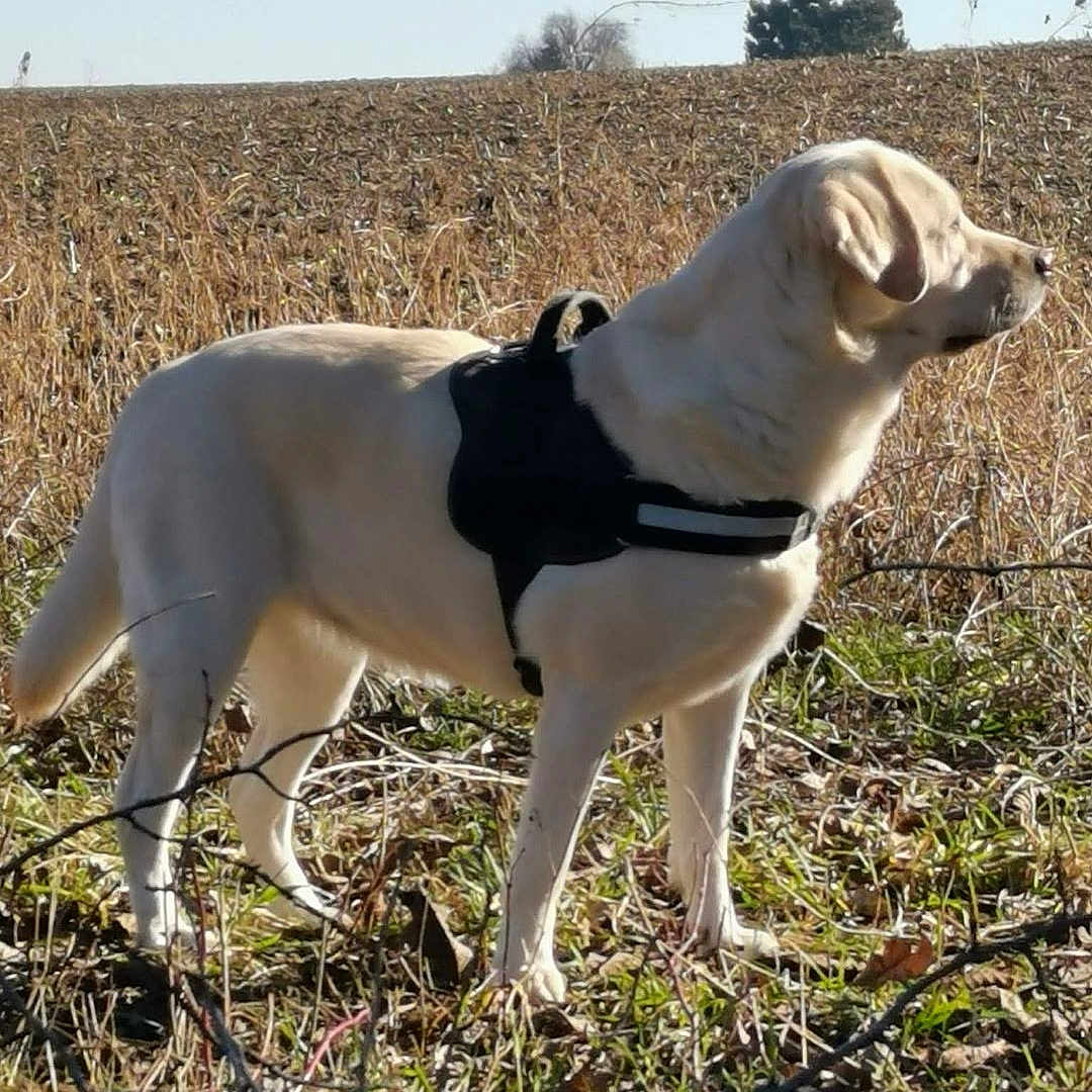 Laika a rejoint le concours — aidez-le/la à gagner de superbes lots ! accessories, animal, canine, countryside, dog, goldenretriever, grass, harness, hound, labradorretriever, nature, outdoors, person, pet, plant, puppy, sky, strap, straw, walkingdog