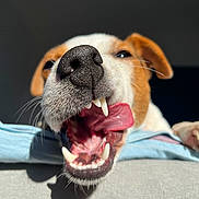 Tina participe au concours pour gagner de l'argent avec cette photo : dog, close_up, tongue, teeth, nose, pet, animal, playful, mouth_open, whiskers, fur, canine, indoor, light, shadow, cute, expression, snout, ears, happy