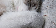 Shiva participe au concours pour gagner de l'argent avec cette photo : cat, sleeping, paw, fur, closeup, cozy, blanket, soft, resting, animal, pet, whiskers, cute, relaxed, indoor, feline, nap, comfort, warm, fluffy