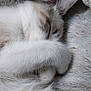 cat, sleeping, paw, fur, closeup, cozy, blanket, soft, resting, animal, pet, whiskers, cute, relaxed, indoor, feline, nap, comfort, warm, fluffy