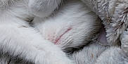 Shiva a rejoint le concours — aidez-le/la à gagner de superbes lots ! animal, blanket, cat, close_up, comfort, cozy, cute, fur, furry, hidden_face, indoor, paw, pet, relaxation, resting, sleeping, snuggled, soft_texture, warm, white_cat
