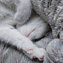 cat, white_cat, paw, fur, blanket, cozy, sleeping, close_up, soft_texture, animal, pet, resting, furry, comfort, warm, indoor, cute, snuggled, relaxation, hidden_face