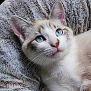 Shiva a rejoint le concours — aidez-le/la à gagner de superbes lots ! animal, blanket, blue_eyes, cat, close_up, cozy, curious, cute, domestic_animal, feline, fur, indoor, kitten, mammal, pet, portrait, resting, soft_texture, whiskers, young