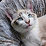 animal, blanket, blue_eyes, cat, close_up, cozy, curious, cute, domestic_animal, feline, fur, indoor, kitten, mammal, pet, portrait, resting, soft_texture, whiskers, young