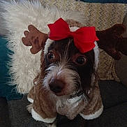 Coco joined the competition — help win amazing prizes! dog, costume, reindeer, red_bow, wide_eyes, fluffy, brown, white, couch, pillow, plush_toy, indoor, pet, animal, cute, holiday, christmas, fur, sitting, decor