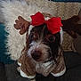 dog, costume, reindeer, red_bow, wide_eyes, fluffy, brown, white, couch, pillow, plush_toy, indoor, pet, animal, cute, holiday, christmas, fur, sitting, decor