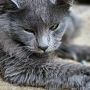 Moonie joined the competition — help win amazing prizes! cat, gray_cat, close_up, fluffy, relaxed, sleepy, pet, feline, whiskers, green_eyes, fur, laying_down, indoor, texture, soft_focus, animal, cute, mammal, portrait, resting