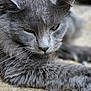 cat, gray_cat, close_up, fluffy, relaxed, sleepy, pet, feline, whiskers, green_eyes, fur, laying_down, indoor, texture, soft_focus, animal, cute, mammal, portrait, resting