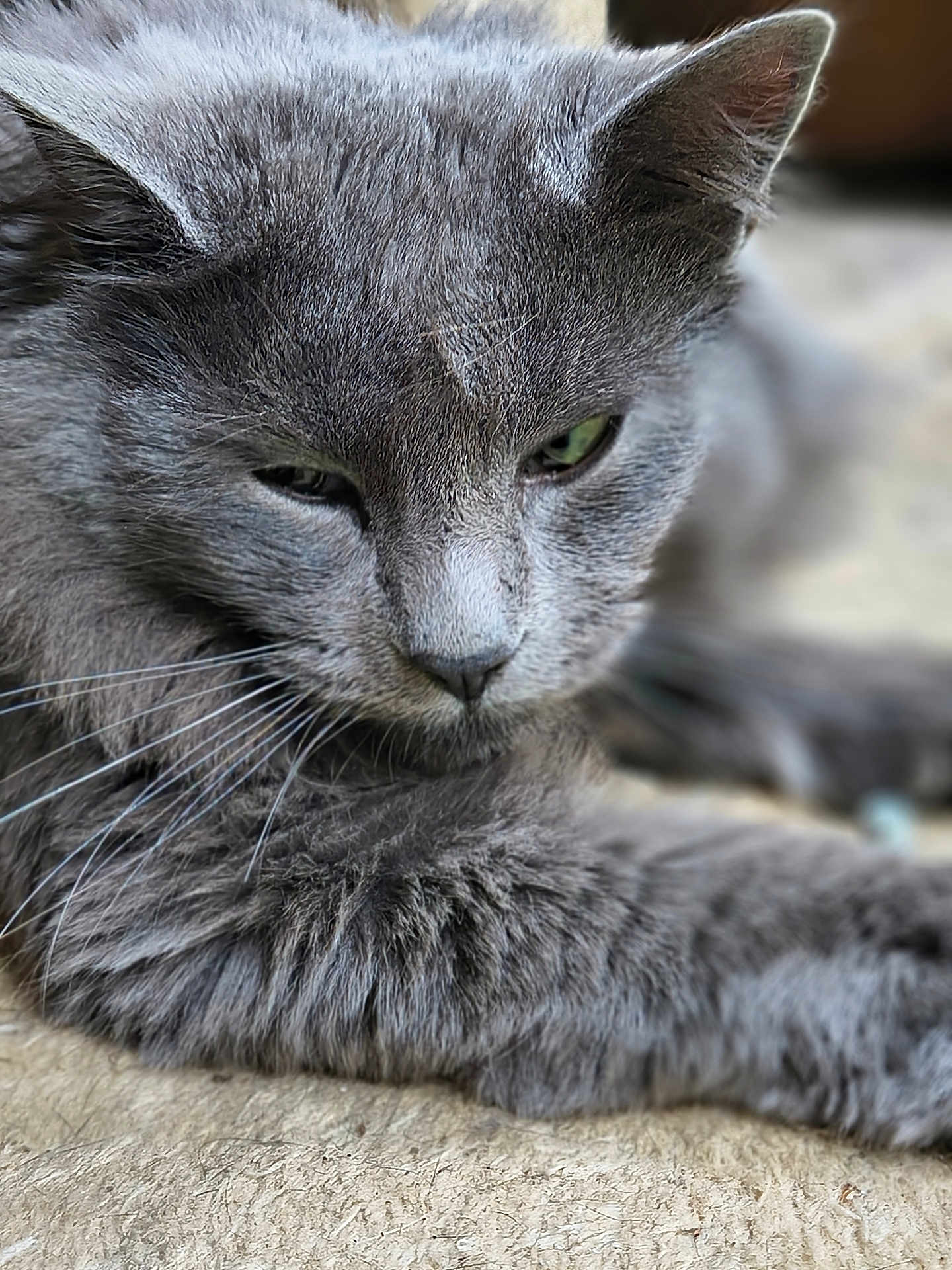 Moonie joined the competition — help win amazing prizes! cat, gray_cat, close_up, fluffy, relaxed, sleepy, pet, feline, whiskers, green_eyes, fur, laying_down, indoor, texture, soft_focus, animal, cute, mammal, portrait, resting