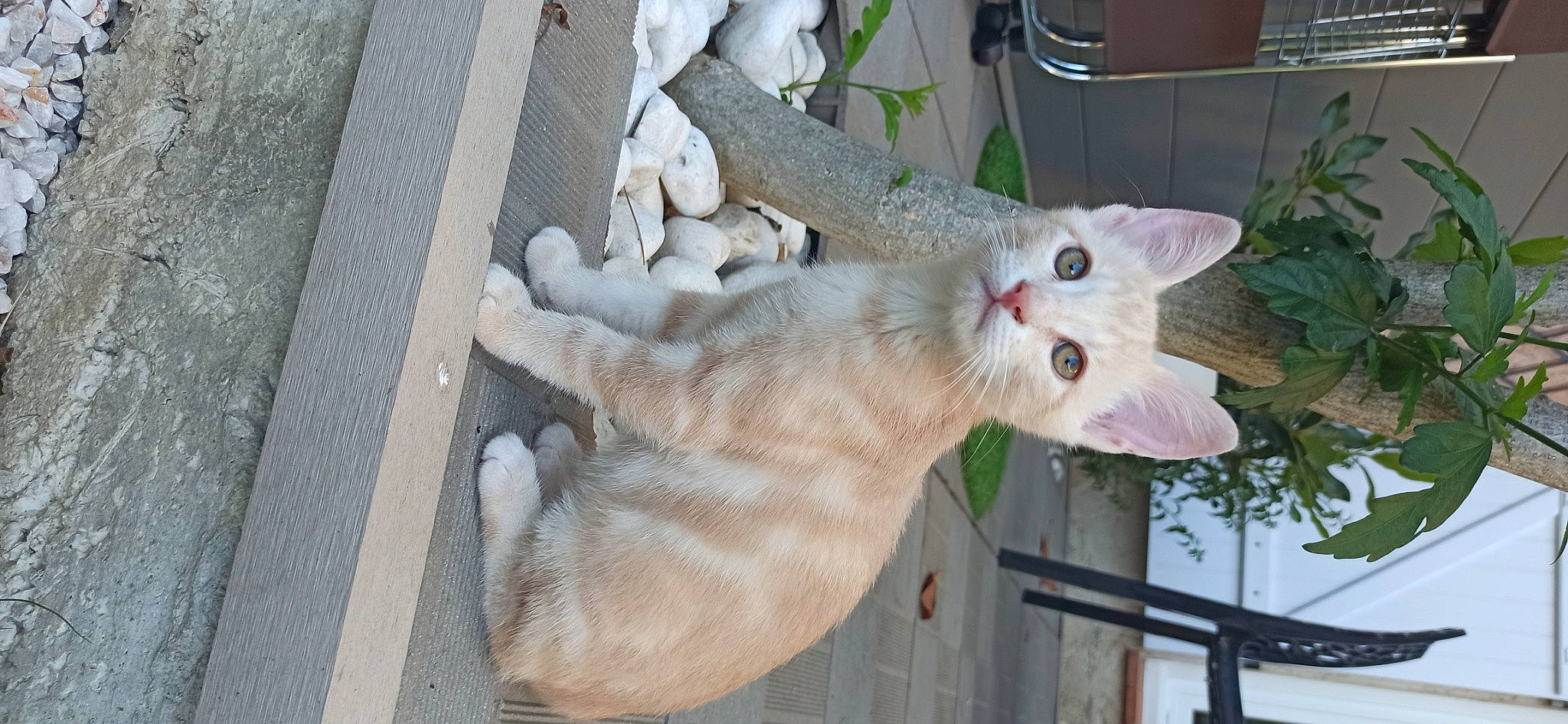 Piccolo a rejoint le concours — aidez-le/la à gagner de superbes lots ! carnivore, cat, collar, domestic_short_haired_cat, fawn, felidae, fur, paw, plant, small_to_medium_sized_cats, tail, whiskers, wood