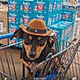 dog, shopping_cart, hat, brown_hat, black_dog, store, aisle, diapers, pampers, packaging, retail, pet, cute, animal, leash, metal_cart, floor, indoor, pet_accessory, small_dog