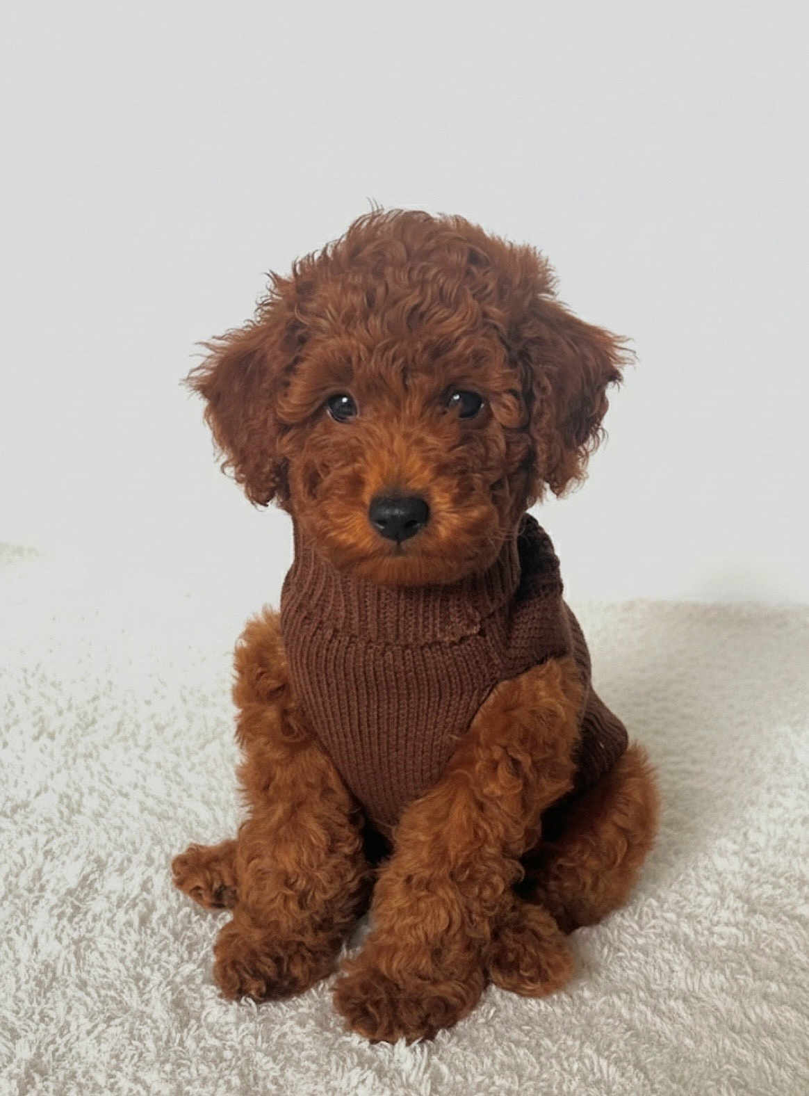 Rolo joined the competition — help win amazing prizes! puppy, dog, brown_sweater, curly_fur, cute, pet, animal, indoor, sitting, white_background, small_dog, fur, adorable, portrait, looking_at_camera, cozy, fluffy, companion, domestic_animal, young_dog