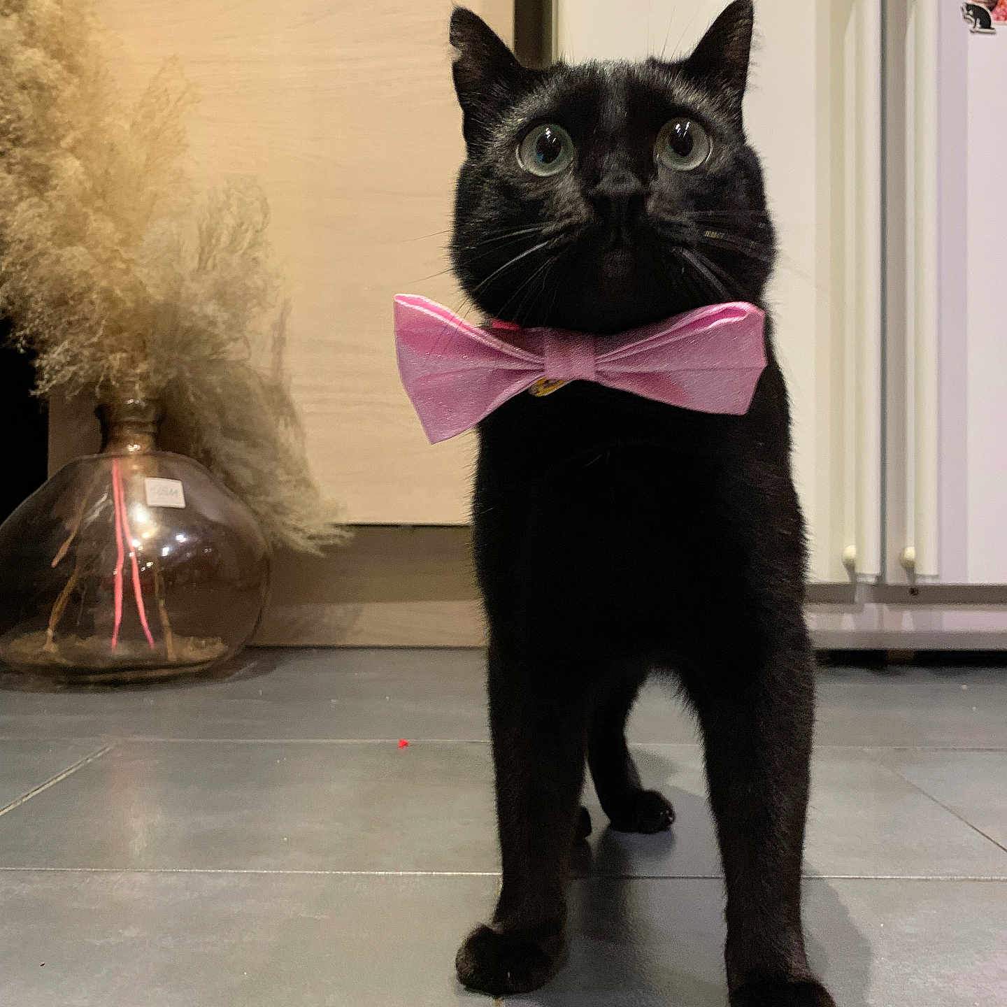 Zorro a rejoint le concours — aidez-le/la à gagner de superbes lots ! accessories, animal, blackcat, bowtie, cat, collar, fire, flower, formalwear, hardwood, indoors, jar, kitten, manx, person, pet, plant, pottery, tie, wood