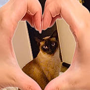 Pixel a rejoint le concours — aidez-le/la à gagner de superbes lots ! animal, bed, black, brown, cat, cozy, cute, domestic, feline, fur, hands, heart_shape, indoor, love, pet, portrait, relaxed, siamese_cat, sitting, white