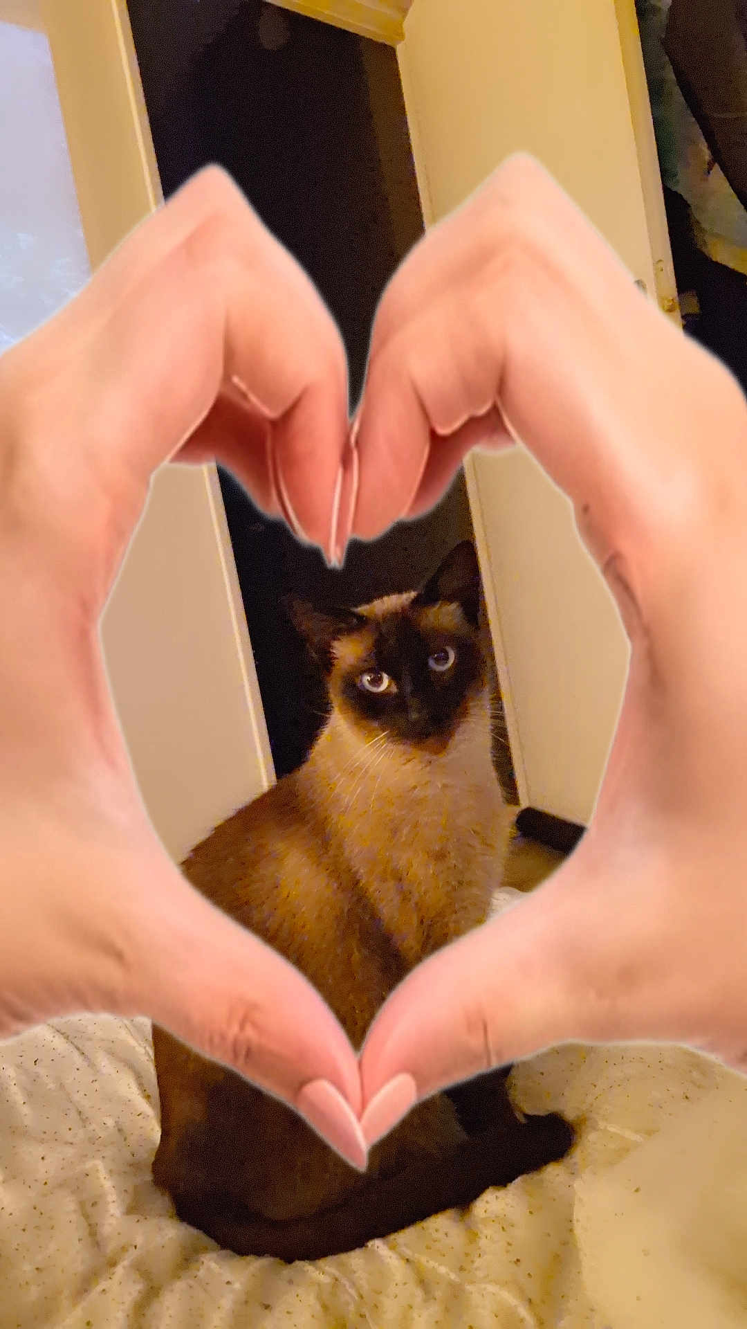 Pixel a rejoint le concours — aidez-le/la à gagner de superbes lots ! animal, bed, black, brown, cat, cozy, cute, domestic, feline, fur, hands, heart_shape, indoor, love, pet, portrait, relaxed, siamese_cat, sitting, white