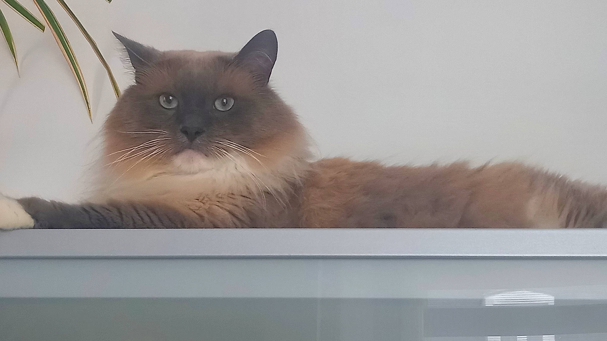 Charlie a rejoint le concours — aidez-le/la à gagner de superbes lots ! balinese, birman, box, carnivore, cat, domestic_short_haired_cat, eye, fawn, felidae, fur, iris, paw, rectangle, siamese, small_to_medium_sized_cats, snout, tail, thai, whiskers, window