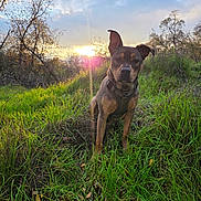 Hank is registered to the contest to win money with this photo: dog, outdoor, grass, sunset, nature, animal, pet, field, sky, trees, sunlight, canine, fur, park, landscape, morning, evening, collar, harness, greenery