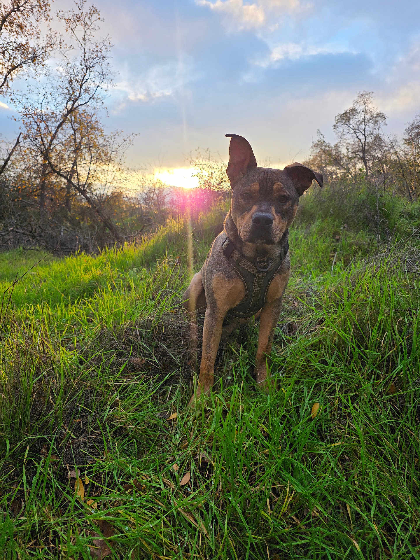 Hank is registered to the contest to win money with this photo: dog, outdoor, grass, sunset, nature, animal, pet, field, sky, trees, sunlight, canine, fur, park, landscape, morning, evening, collar, harness, greenery
