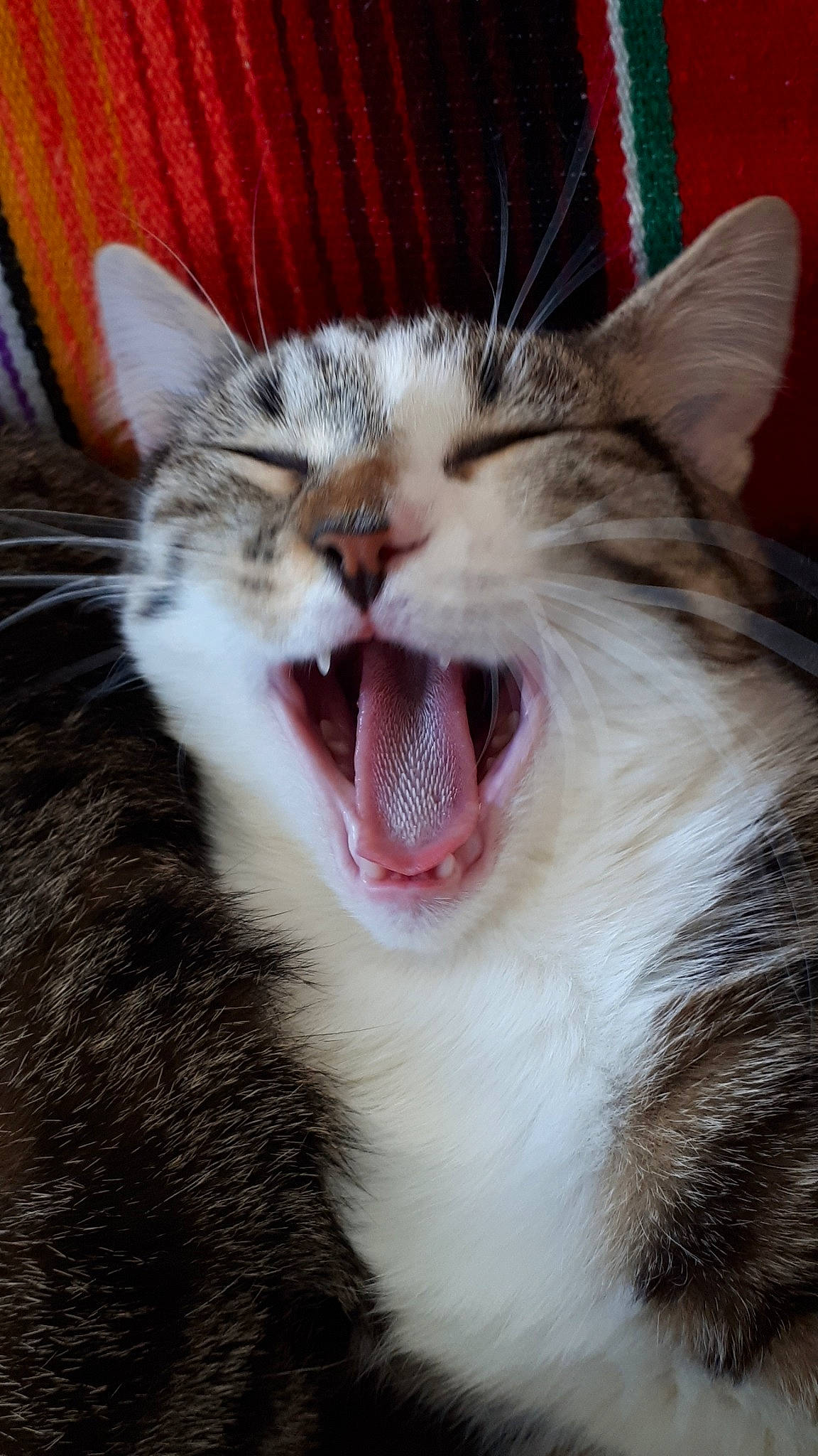 Tagada a rejoint le concours — aidez-le/la à gagner de superbes lots ! aegean_cat, american_wirehair, carnivore, cat, european_shorthair, facial_expression, fang, felidae, kitten, mammal, mouth, nose, organ, small_to_medium_sized_cats, smile, snout, tabby_cat, tooth, whiskers, yawn