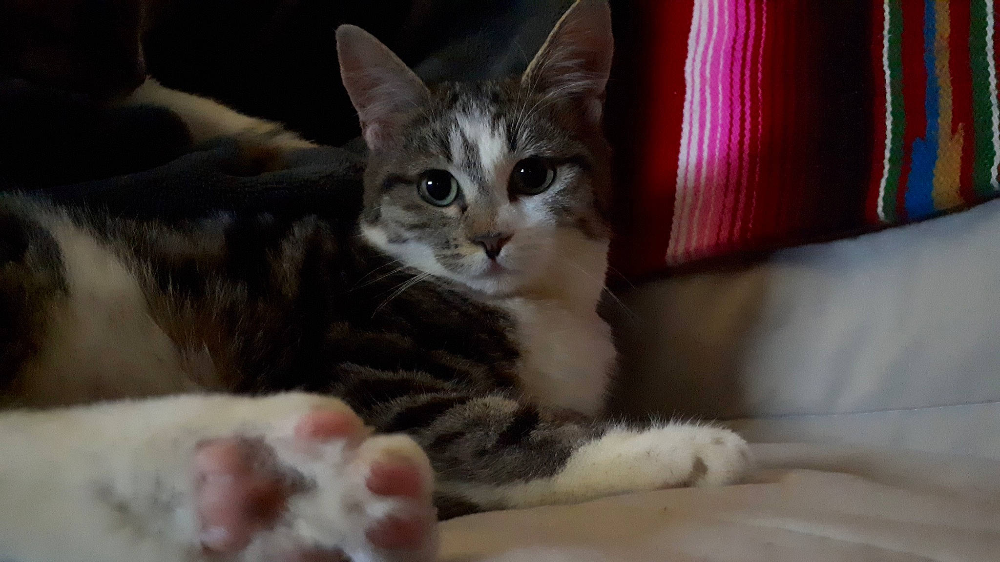 Tagada a rejoint le concours — aidez-le/la à gagner de superbes lots ! aegean_cat, american_shorthair, american_wirehair, asian, australian_mist, carnivore, cat, domestic_short_haired_cat, dragon_li, european_shorthair, felidae, kitten, mammal, paw, polydactyl_cat, small_to_medium_sized_cats, snout, tabby_cat, vertebrate, whiskers